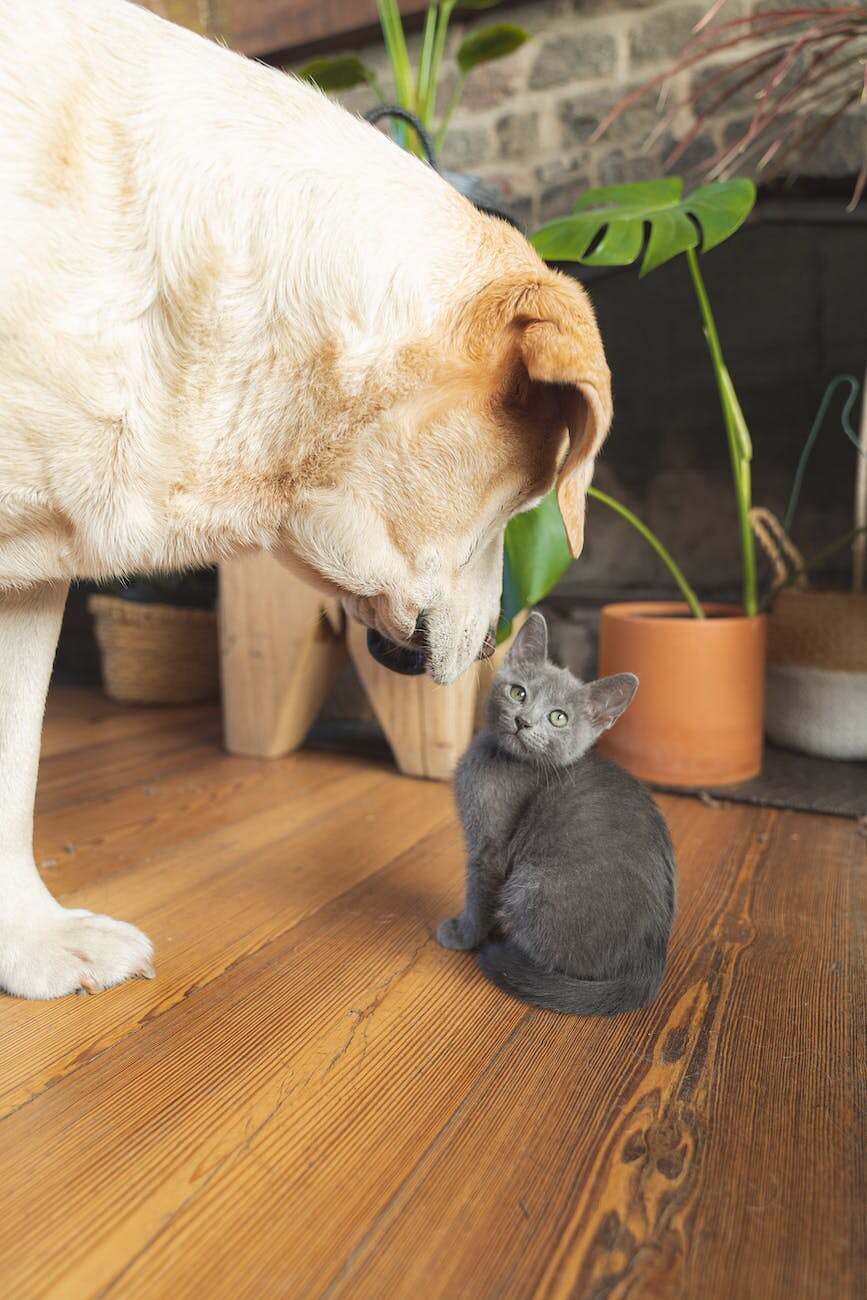 Labrador mit Katze